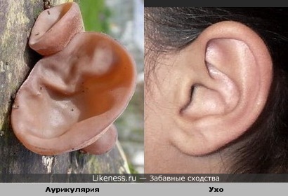 Гриб Аурикулярия похож на ухо