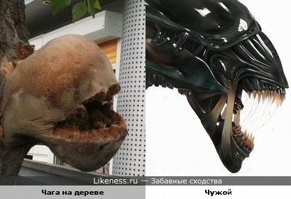 Нарост на дереве похож на Чужого