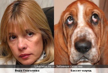 Вера Глаголева похожа бассет-хаунд