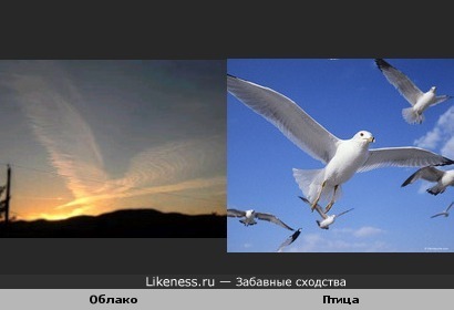Облако и птица
