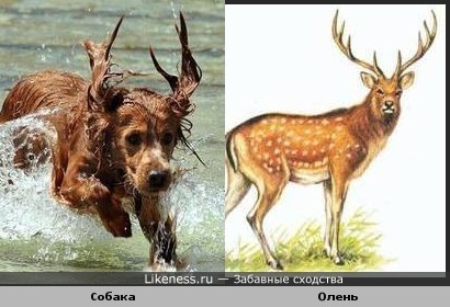 http://img.likeness.ru/uploads/users/1105/dog_deer.jpg