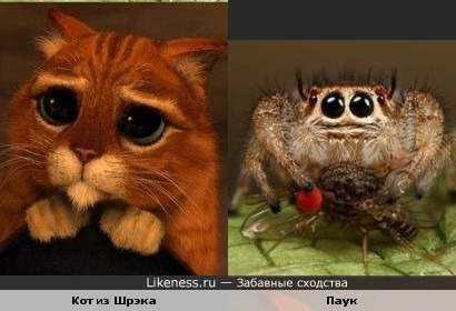 http://img.likeness.ru/uploads/users/1105/spider_cat.jpg