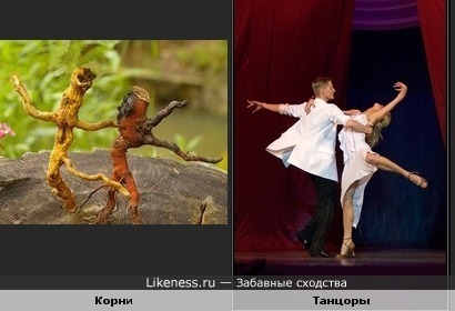 Корни дерева похожи на танцоров