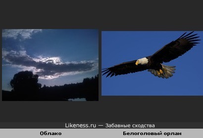 Облако похоже на белоголового орлана