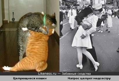 Целующиеся кошки похожи на знаменитую фотографию поцелуя матроса вернувшегося с войны и медсестры