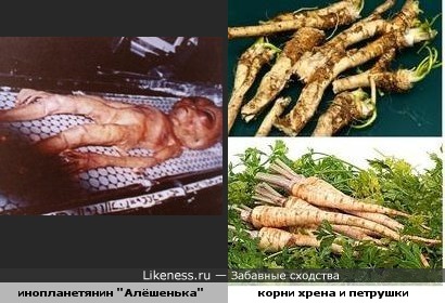 Петрушка рисунок растения Петрушка рисунок растения