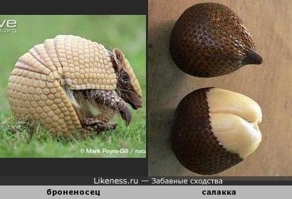 фото змеиный фрукт онлайн фото змеиный фрукт