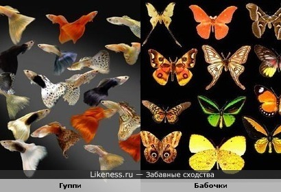 Гуппи похожи на бабочек