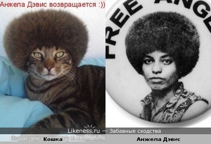 http://img.likeness.ru/uploads/users/140/cat_devis.jpg