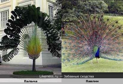 Пальма похожа на павлина