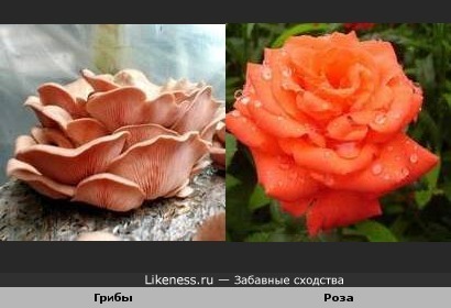 Грибы похожи на розу