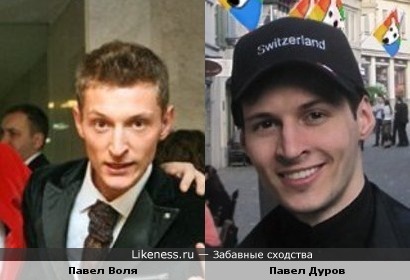 Павлы похожи