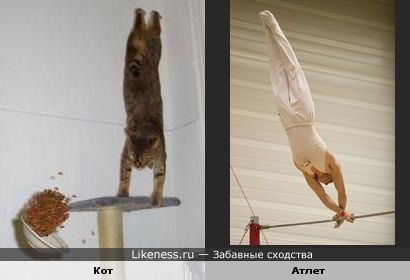 Котяра в полете похож на атлета