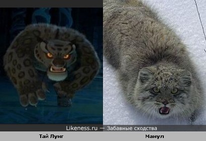 Я вот подумал, что Тай Лунг никакой не снежный барс, а эталонный манул