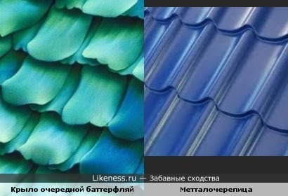 Крыло очередной баттерфляй похоже на металлочерепицу