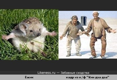 Ёжик, ёжик что мы будем делать?... Ку!