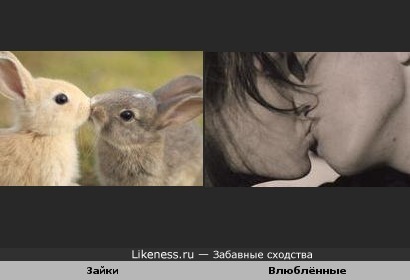 Влюблённые зайки