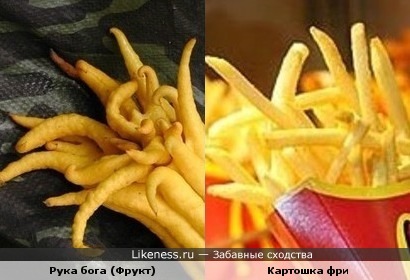 Рука бога (фрукт) напоминает картошку фри