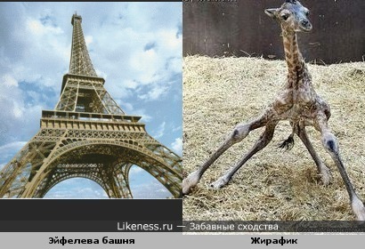 http://img.likeness.ru/uploads/users/1521/giraffe.jpg
