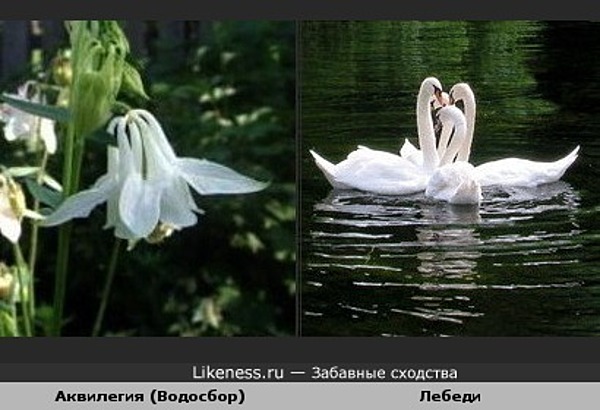 Картинки с лебедях в природе Картинки с лебедях в природе