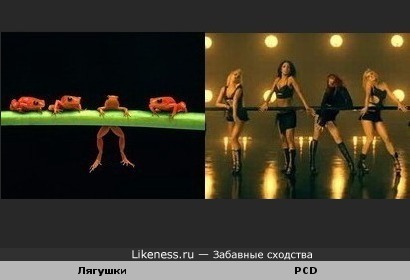 Эти лягушки напомнили мне клип Pussycat Dolls