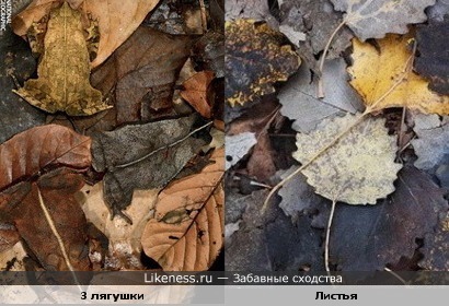 Эти лягушки похожи на опавшие листья