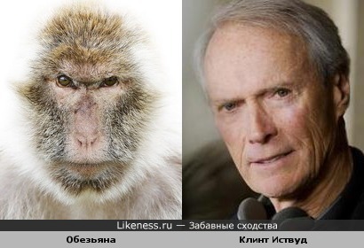 Эта обезьяна напоминает Клинта Иствуда