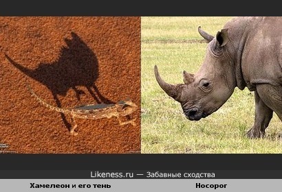 Тень от хамелеона похожа на голову носорога