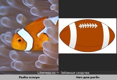Рыбка и мяч для регби