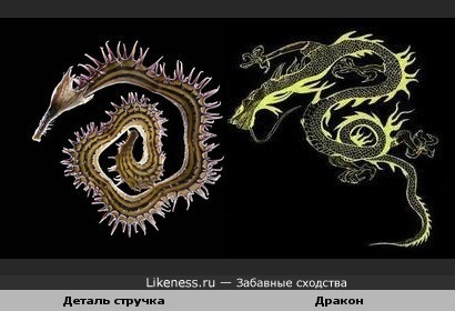 Деталь стручка похожа на дракона