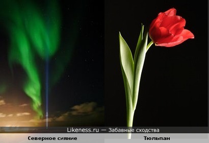 Тюльпан северного сияния