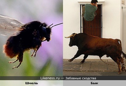 Летящий шмель похож на быка
