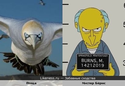 Эта птица напомнила Мистера Бёрнса из "Симпсонов"