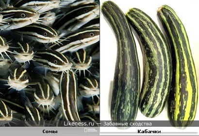 Этот вид сомов напоминает кабачки