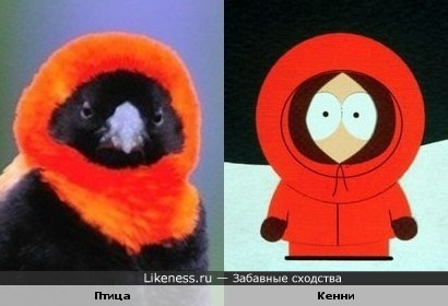 Эта птичка напоминает Кенни
