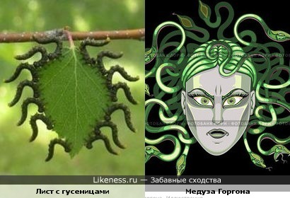 http://img.likeness.ru/uploads/users/1779/caterpillar_Medusa.jpg