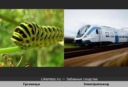 Гусеница похожа на электропоезд