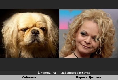 http://img.likeness.ru/uploads/users/1779/dog_dolina.jpg