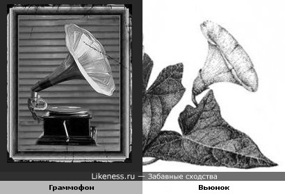 Граммофон похож на вьюнок