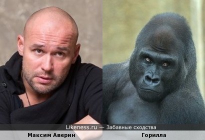 максим аверин фото в молодости онлайн максим аверин фото в молодости