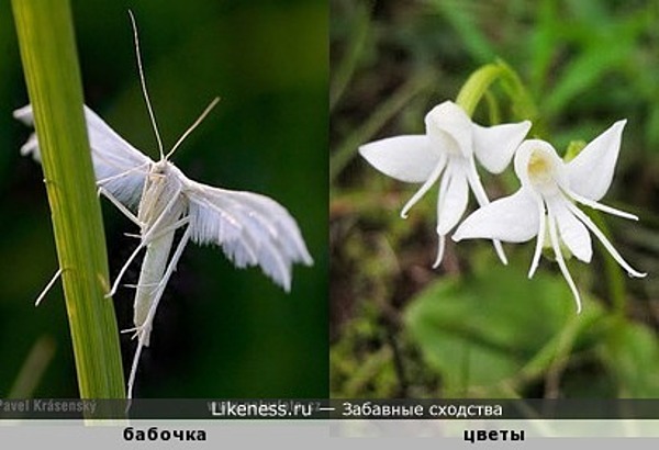 Цветок похож на насекомое Цветок похож на насекомое