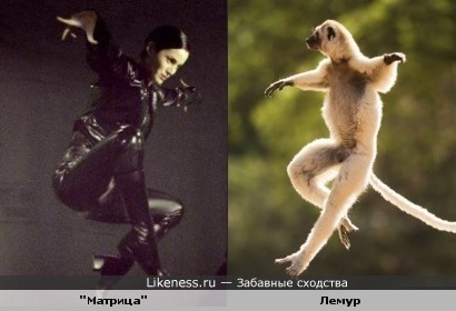 животные копируют "Матрицу"