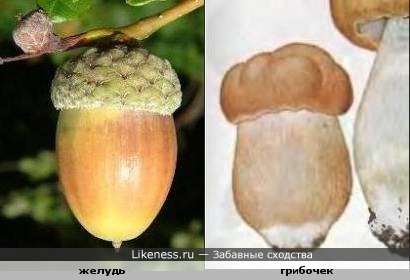 желудь и грибочек похожи формой