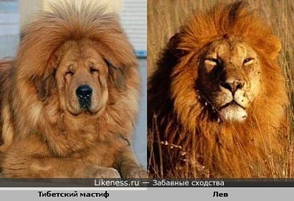 http://img.likeness.ru/uploads/users/181/Lion_dog_big.jpg
