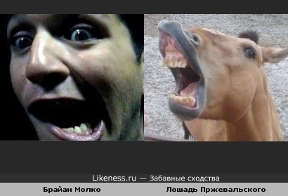 Брайна Молко(Placebo) похож на Лошадь Пржевальского