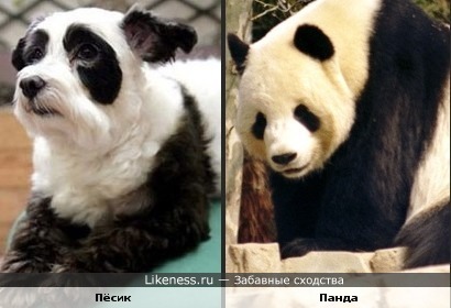 Пёсик похож на панду