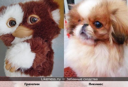 Гремлин похож на пикинеса