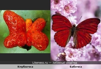 Сладкая красота