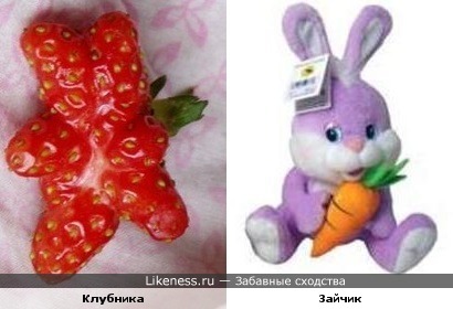 Клубничный зайчик тоже любит морковку