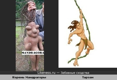 Корень мандрагоры похож на Тарзана
